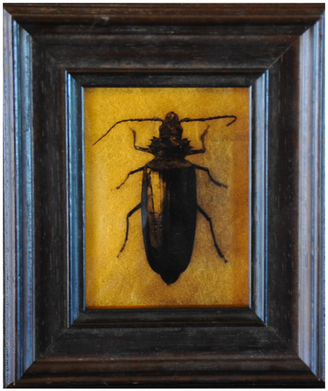 Palo Verde Beetle tiny © Kate Breakey